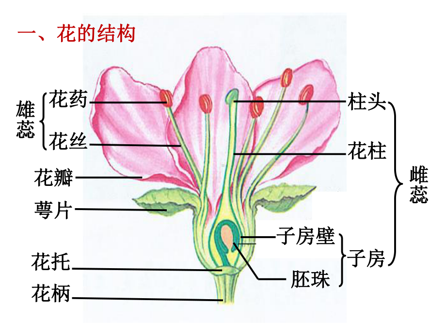 3.2.3-开花和结果(共37张PPT)课件.pptx_第3页