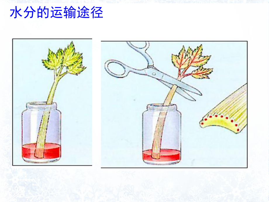 3.3绿色植物与生物圈的水循环优质课公开课课件.ppt_第3页