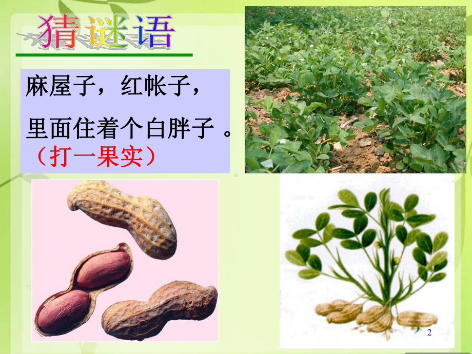 《一、被子植物的有性生殖》ppt课件.ppt_第2页