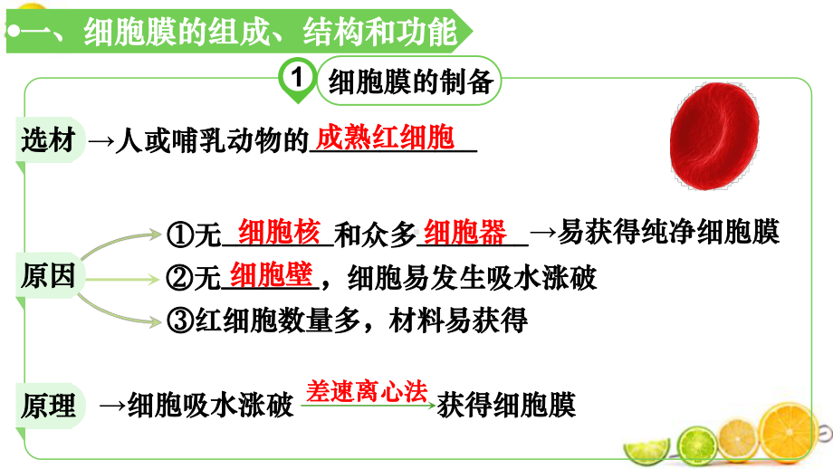 2021届高三一轮复习生物：第2单元第1讲-细胞核和细胞膜课件.pptx_第3页