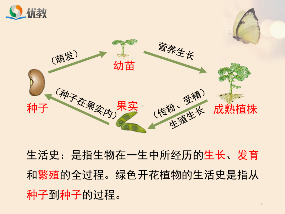 1绿色开花植物的生活史ppt课件.ppt_第2页