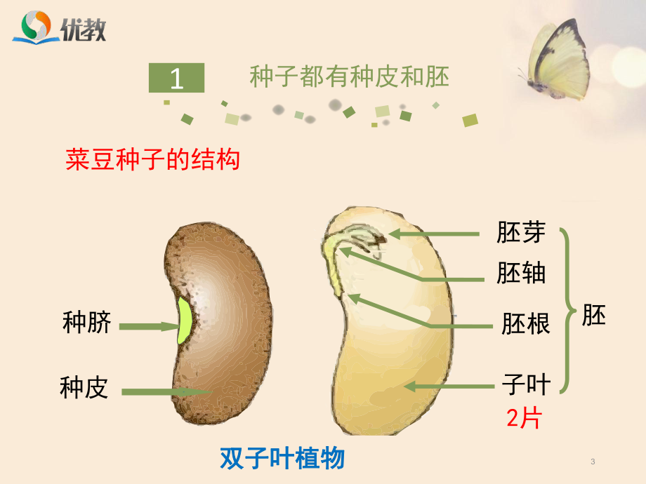 1绿色开花植物的生活史ppt课件.ppt_第3页