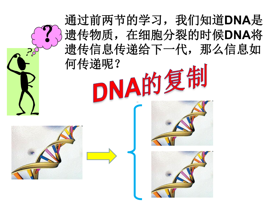 DNA分子的复制-PPT课件.ppt_第3页