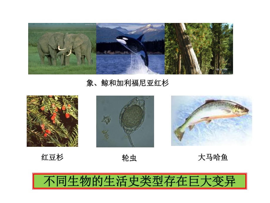 6.生活史对策汇总课件.ppt_第3页