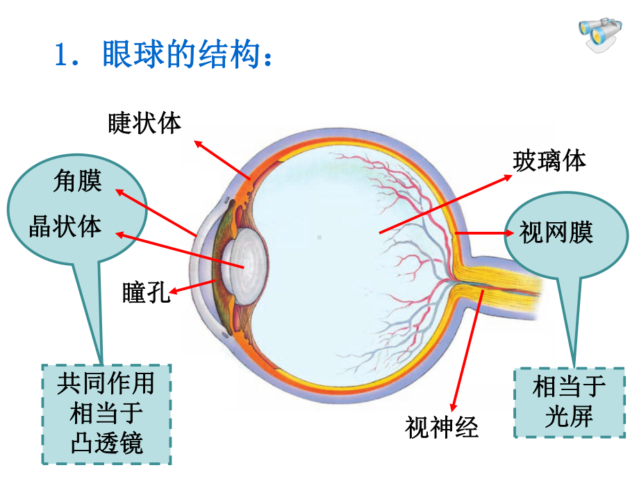 5.4眼睛和眼镜1.4眼睛和眼镜1课件.ppt_第3页