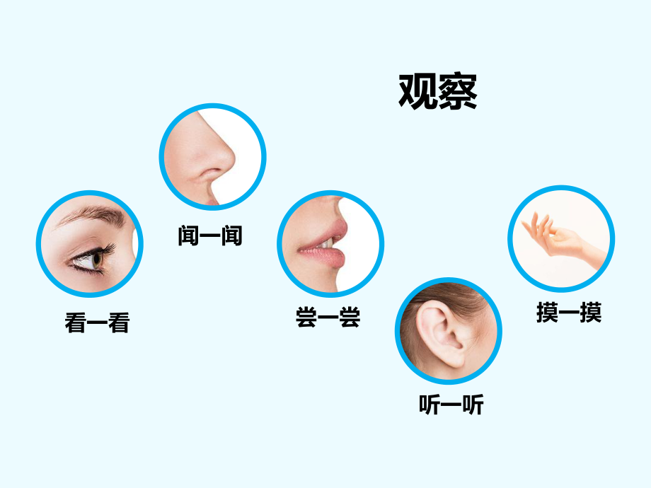 5常见的水果和蔬菜课件.pptx_第2页