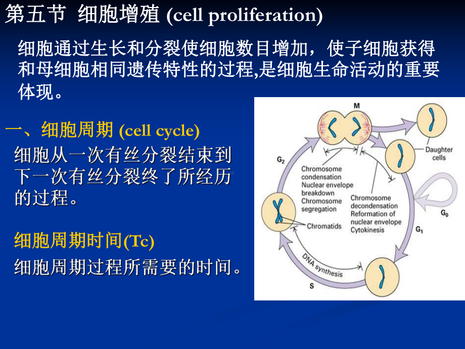 7细胞周期-PPT课件.ppt_第2页