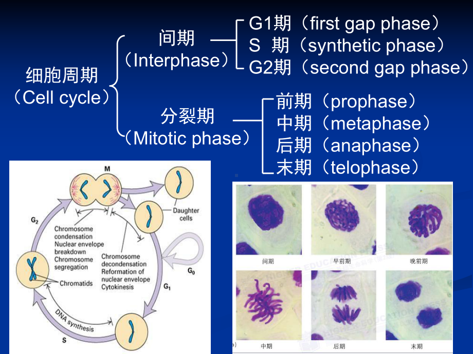 7细胞周期-PPT课件.ppt_第3页