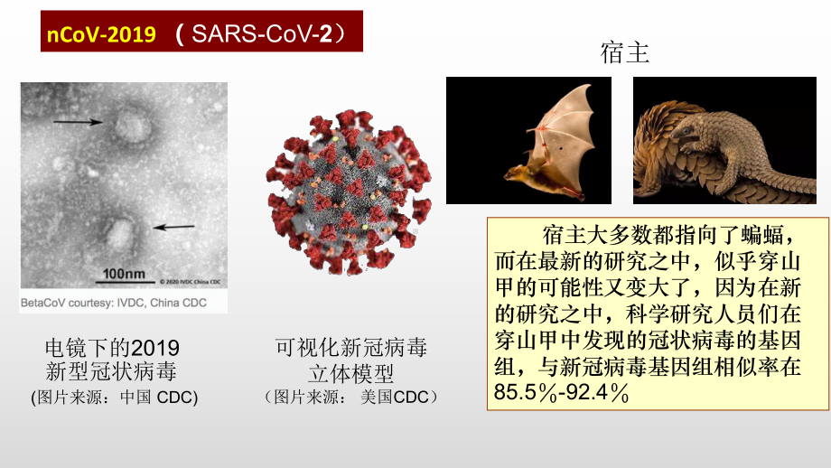 2021届高三二轮复习生物：微专题5新冠病毒课件.pptx_第3页