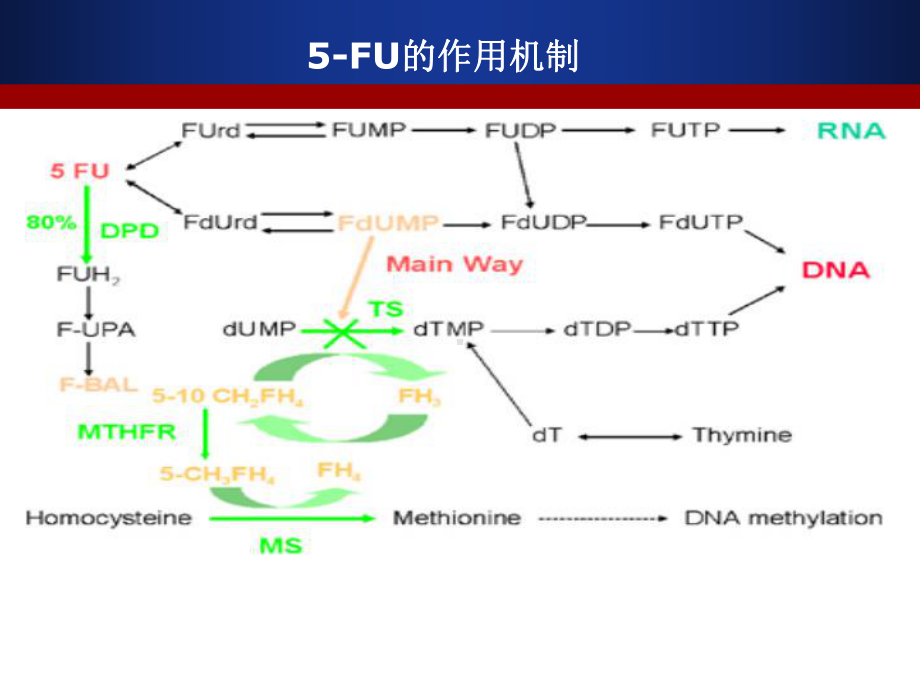 5-FU及其衍生物汇总课件.ppt_第3页