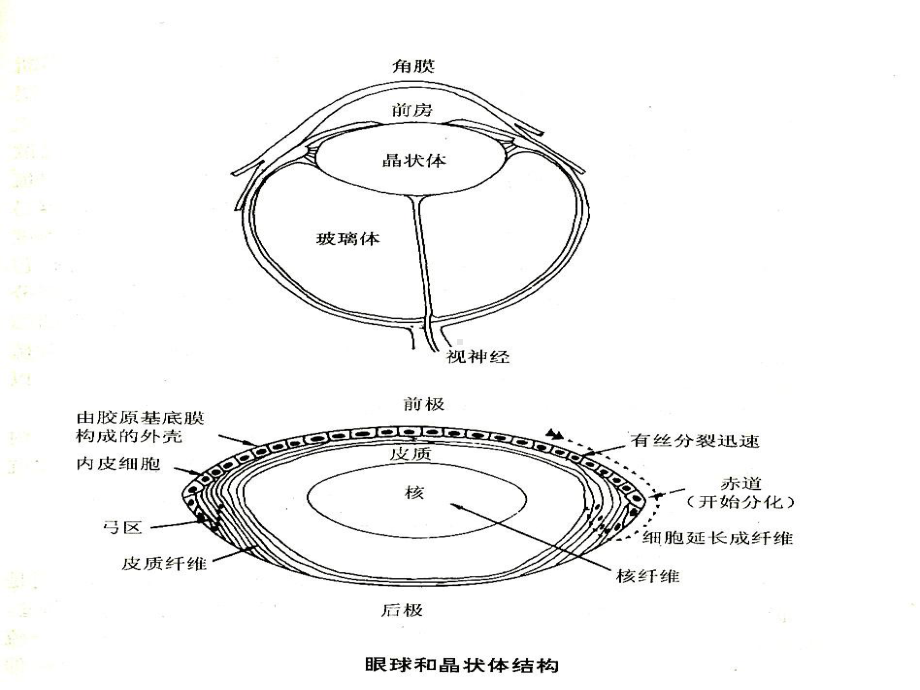 ROS引发的病理过程实例分析课件.ppt_第1页