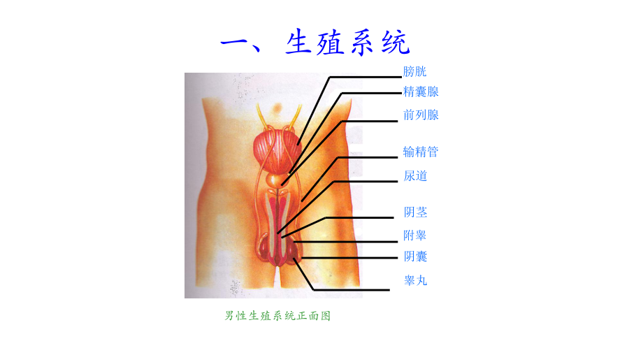 (最新)生物七年级下册《人的生殖》省优质课一等奖课件.pptx_第3页