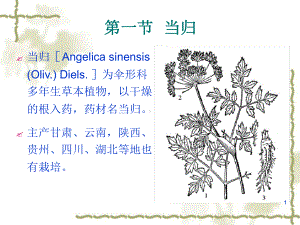 [药用植物栽培学]当归栽培技术最新PPT课件.ppt