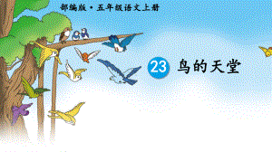 23《鸟的天堂》部编ppt(五上公开课)课件.ppt