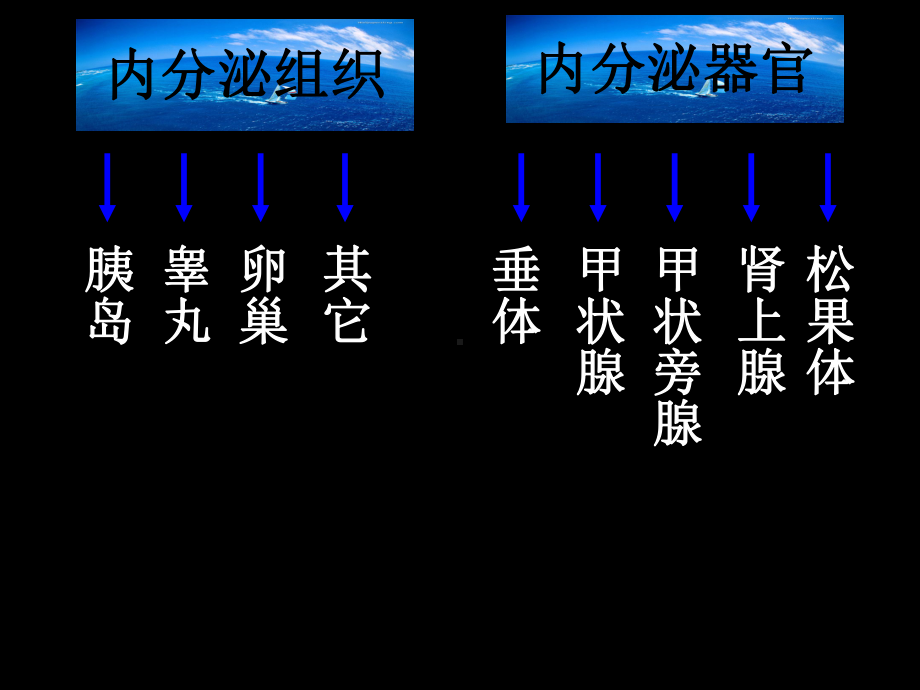 [医学][解剖学]人体内的主要内分泌腺体-PPT课件.ppt_第2页