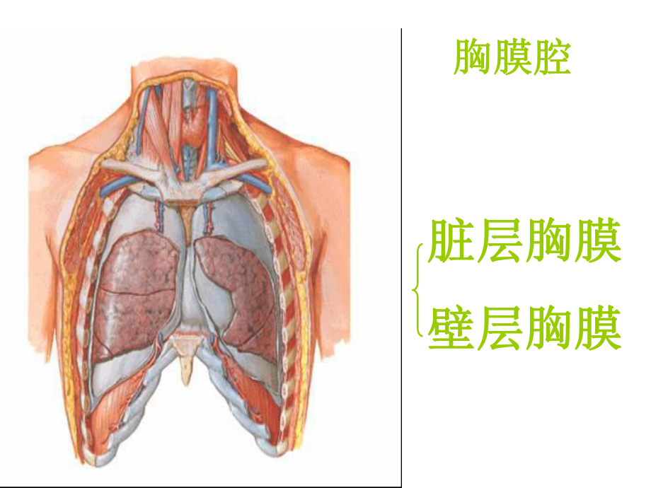 [医学]连枷胸-PPT课件.ppt_第3页