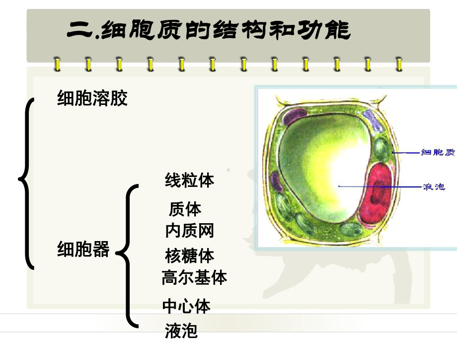 3.1细胞质浙教版-PPT课件.ppt_第3页