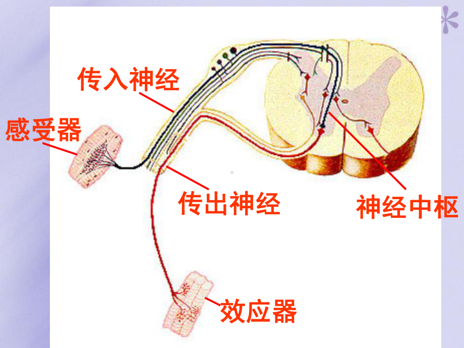 6.3简单反射和复杂反射汇总课件.ppt_第1页