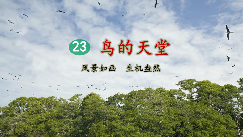 23-鸟的天堂(第2课时)-课件.pptx_第1页