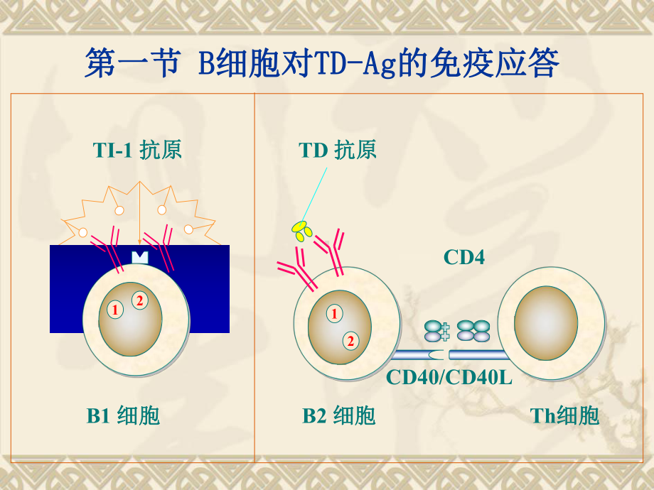 B细胞免疫应答PPT培训课件.ppt_第3页