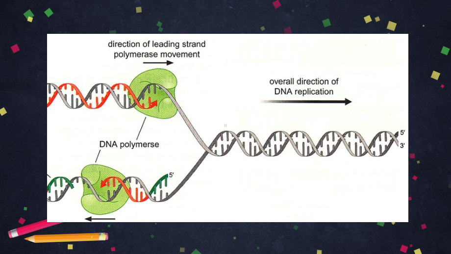 2020年-空中课堂高二生物选修三课件：基因工程(2)PCR技术及其应用(共43张PPT).pptx_第3页