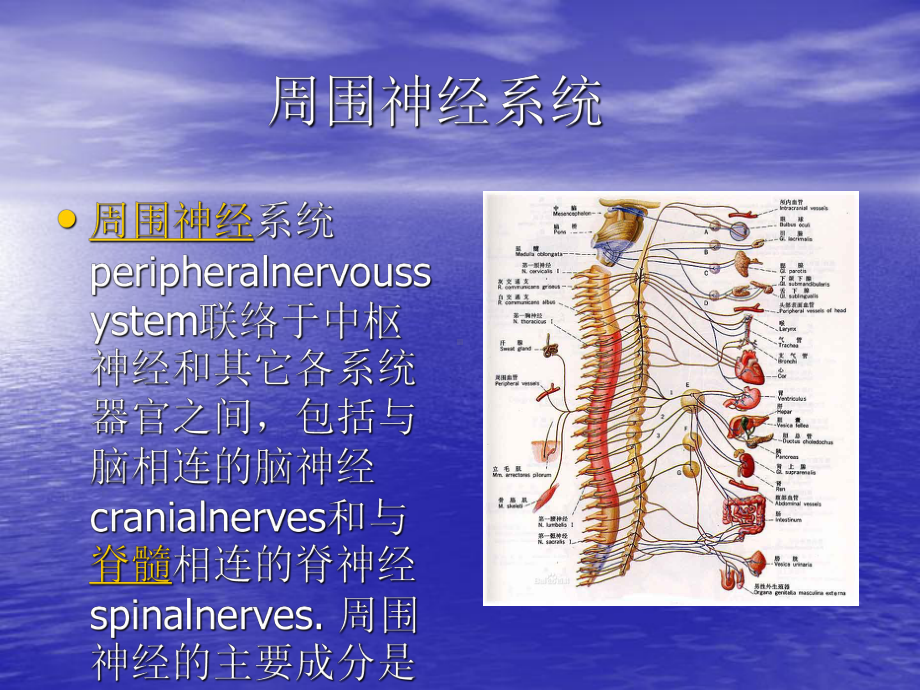 中枢性面瘫和周围性面瘫的区别PPT讲稿课件.ppt_第3页