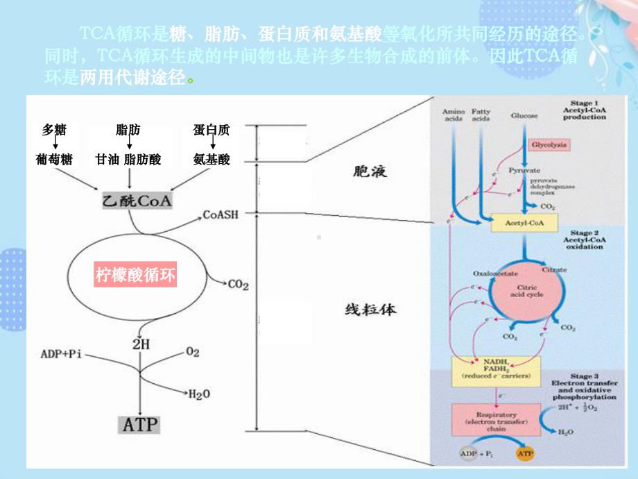 (完整版)三羧酸循环ppt文档课件.ppt_第2页