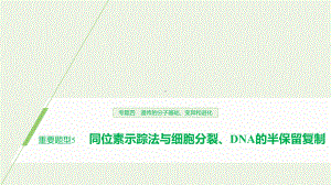 2020年高考生物二轮复习专题四重要题型5同位素示踪法与细胞分裂、DNA的半保留复制课件.pptx