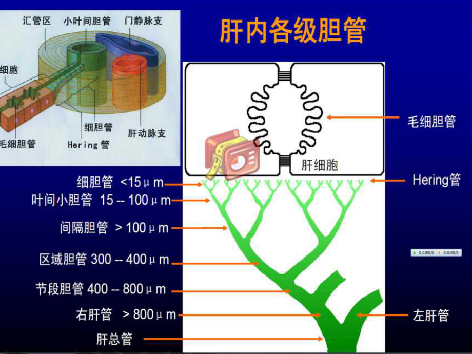 PBCAIH重叠综合征诊疗和治疗课件.ppt_第3页