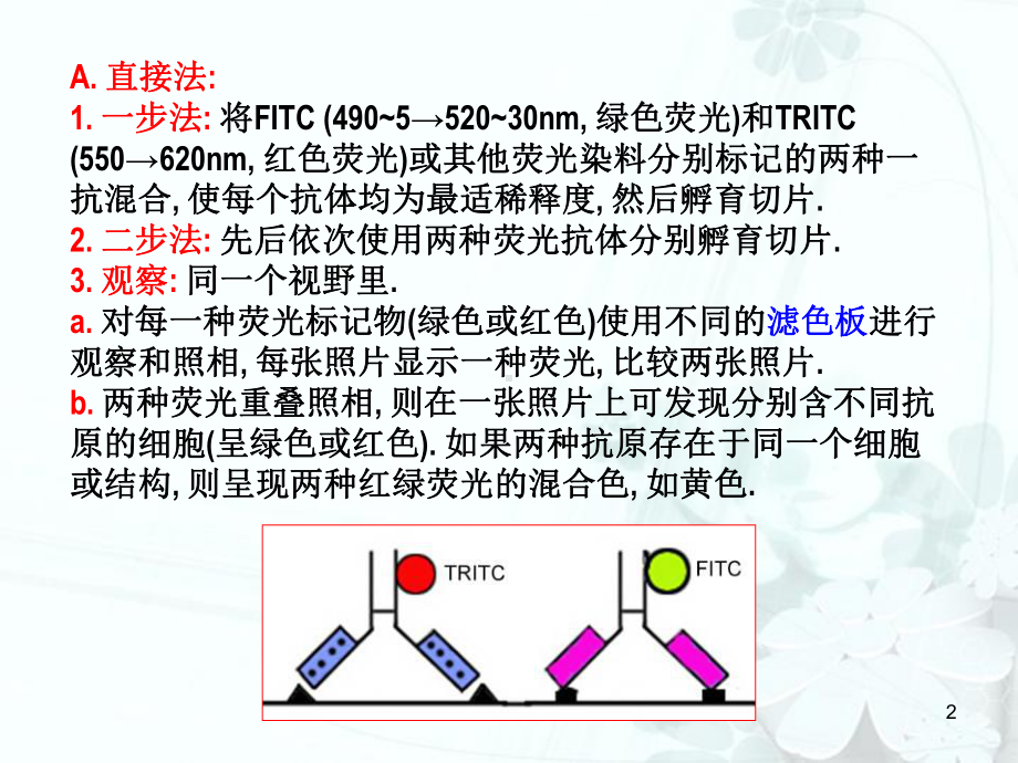 08-免疫组化双重染色技术汇总课件.ppt_第2页