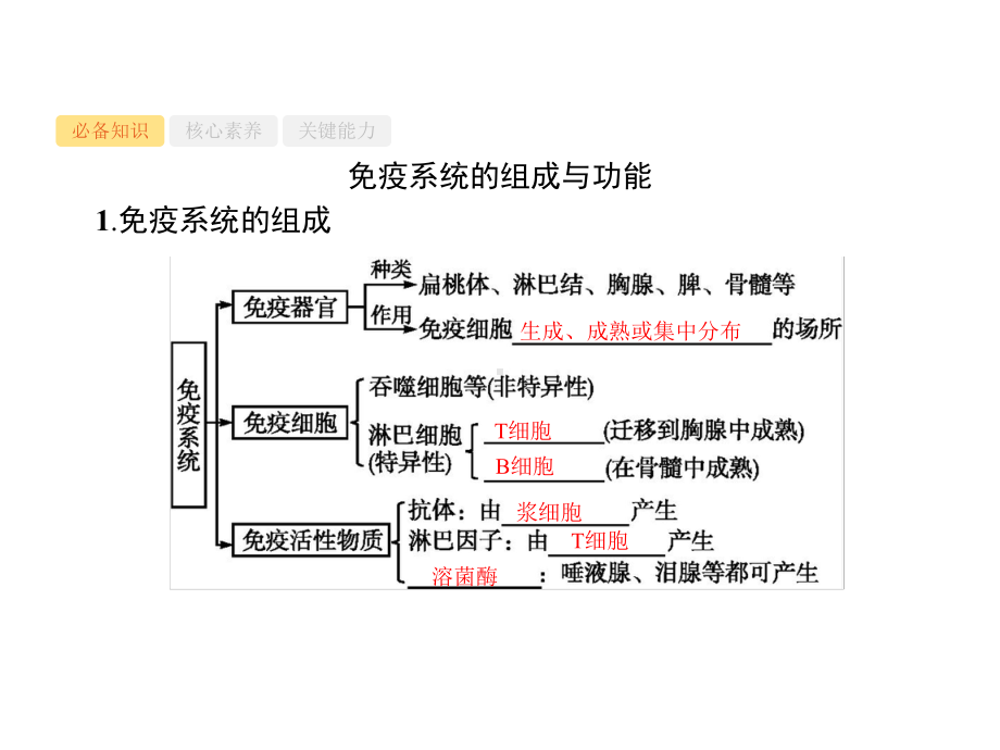 2021版高考人教版生物一轮复习课件：第28讲-免疫调节-.pptx_第3页