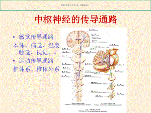 中枢神经的传导通路课件.ppt