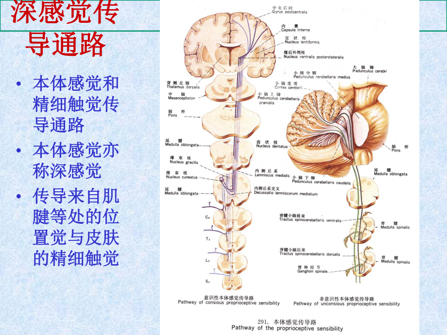 中枢神经的传导通路课件.ppt_第2页