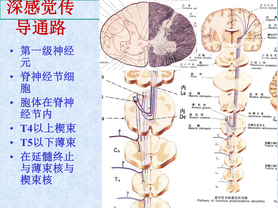 中枢神经的传导通路课件.ppt_第3页