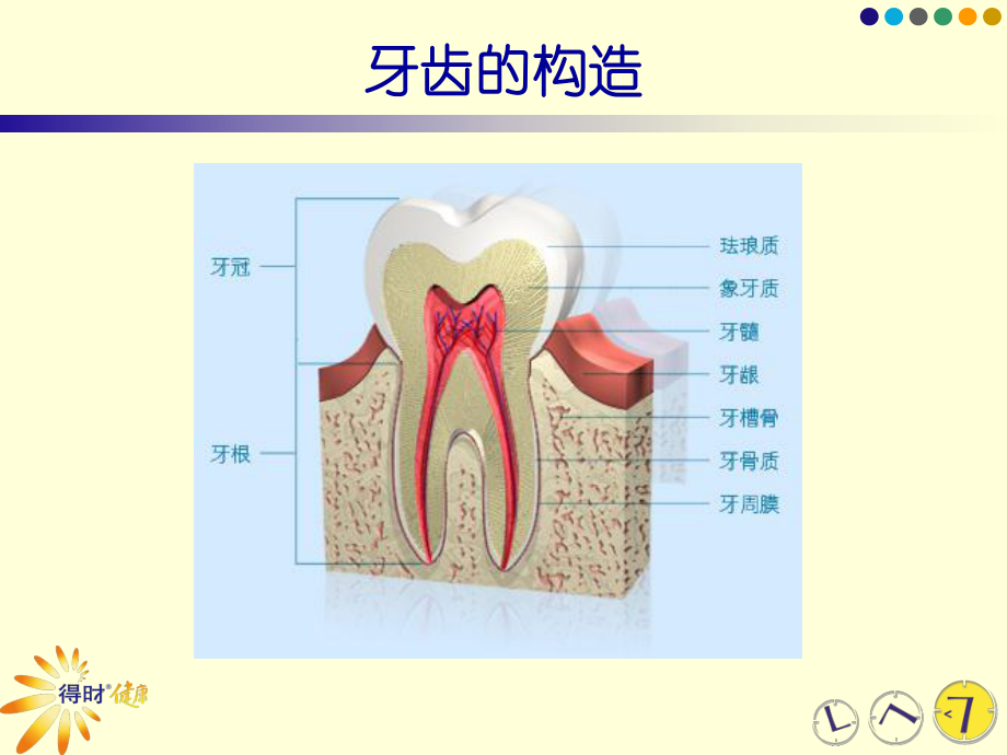 9口腔与皮肤-PPT课件.ppt_第3页