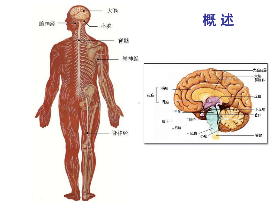 中枢神经系统解剖概述-汇总课件.ppt_第2页