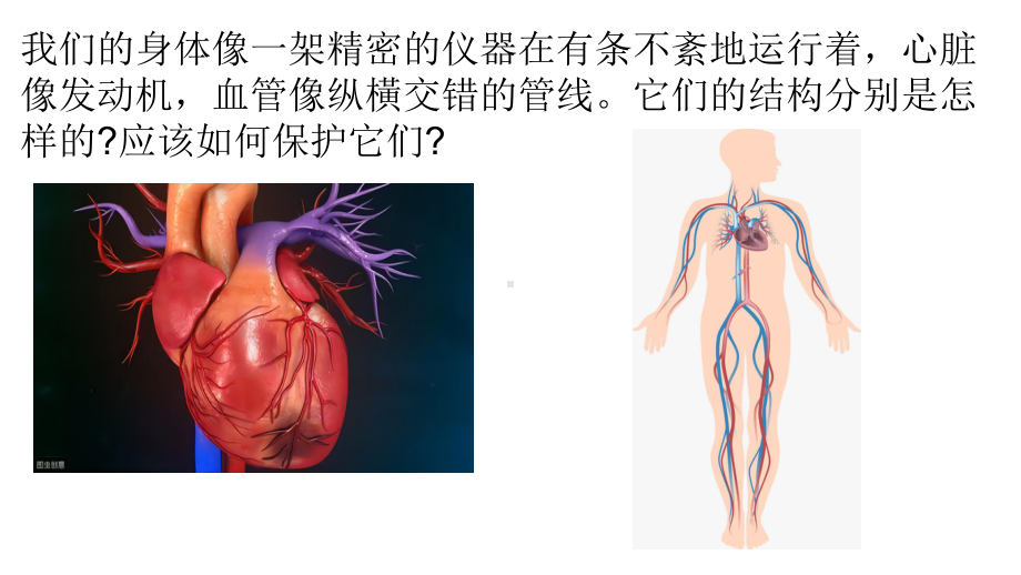 五四制新青岛版五年级科学下册第二单元《6心脏与血管》课件.ppt_第2页