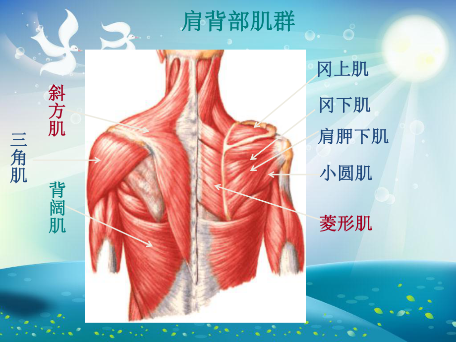 人体各部位运动损伤课件.ppt_第3页