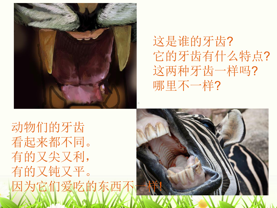 动物牙齿大奇观课件.ppt_第2页