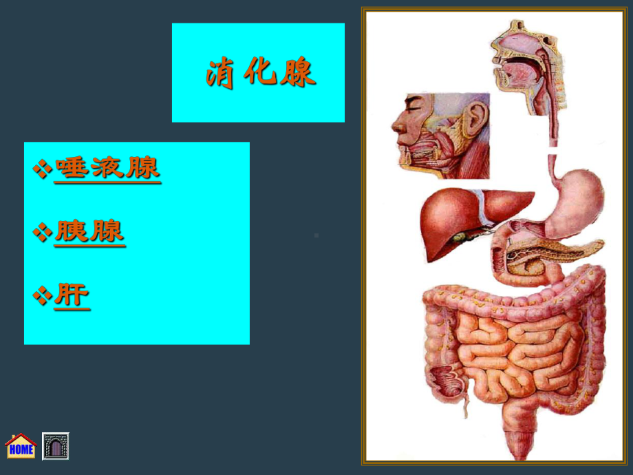 人体消化腺介绍PPT课件.ppt_第3页