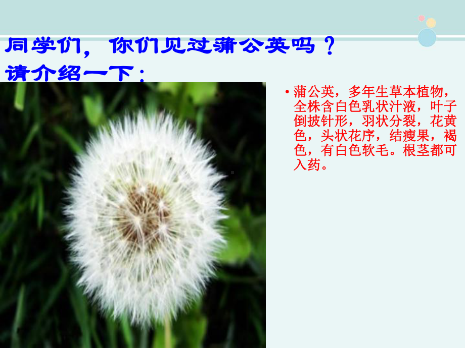 公开课-《金色的草地》-优秀-完整PPT课件.ppt_第3页