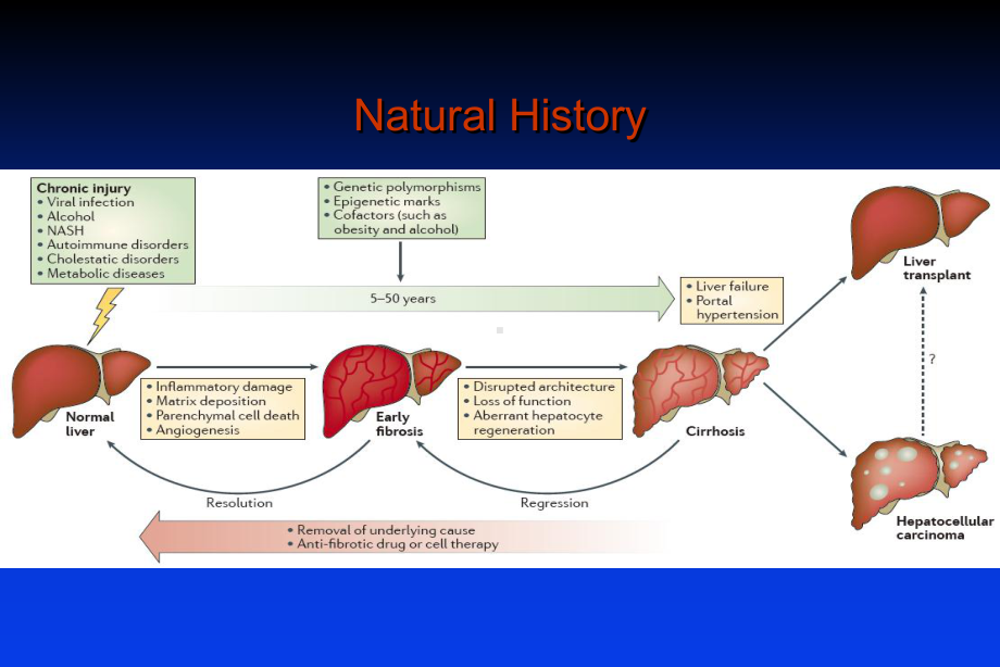 内科学：肝硬化和肝性脑病课件.ppt_第2页