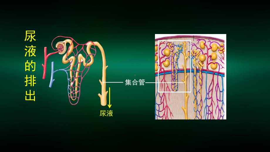 初一生物学(北京版)-第七章-生物的排泄-7.2尿液的形成和排出-第3课时-2PPT课件.pptx_第3页