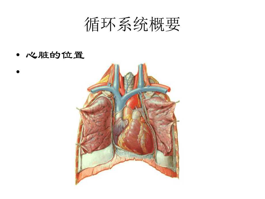 临床医学概要循环系统PPT课件.ppt_第2页