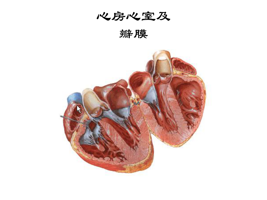 临床医学概要循环系统PPT课件.ppt_第3页