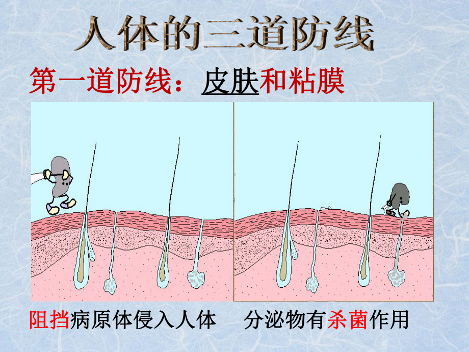 人体三道防线微课PPT课件.ppt_第3页