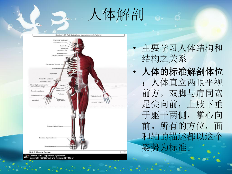 功能解剖学课件.ppt_第1页