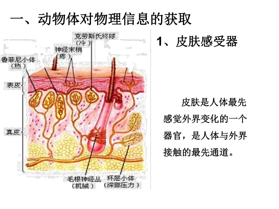 动物体对外界信息的获取课件.ppt_第2页