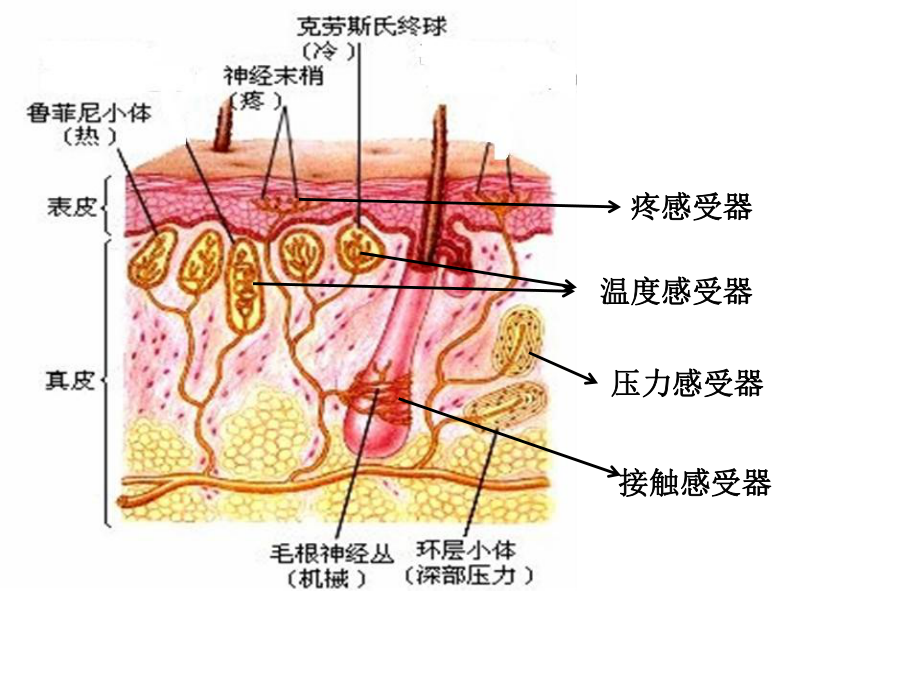 动物体对外界信息的获取课件.ppt_第3页