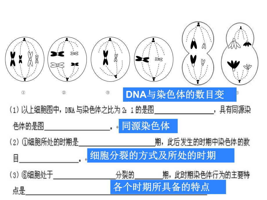 减数分裂与有丝分裂复习专题PPT课件.ppt_第3页